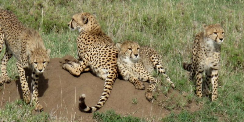 Cheetah-Kidepo-Valley-National-Park-Uganda Cheetah-Kidepo-Valley-National-Park-Uganda