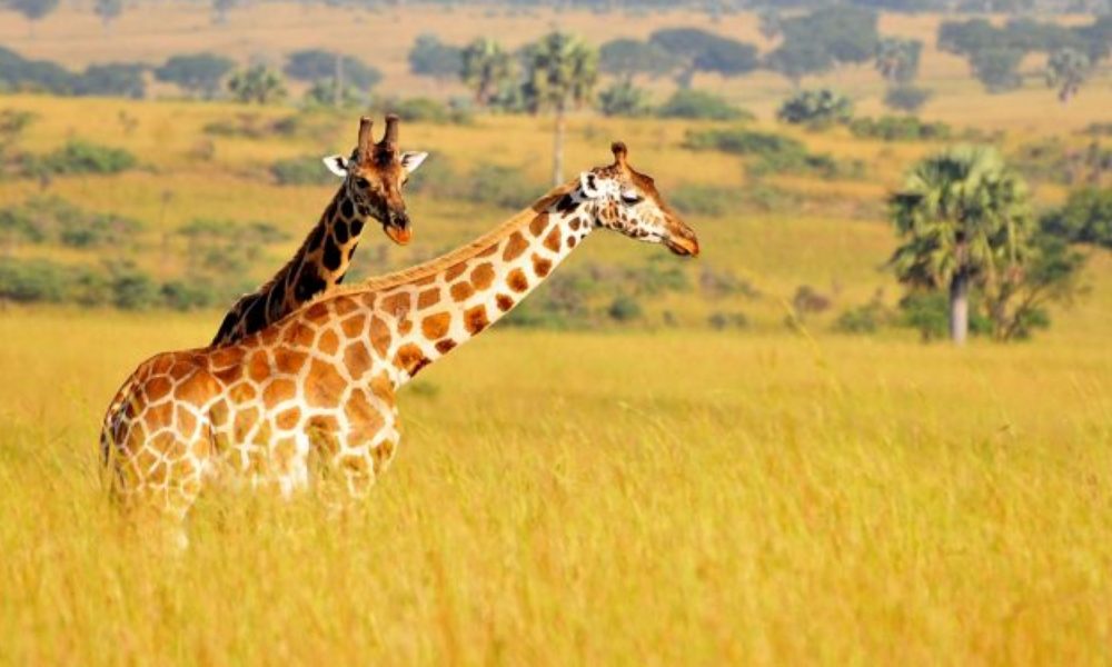 Wildlife-Viewing-in-Lake-Mburo-750x450 Wildlife-Viewing-in-Lake-Mburo-750x450