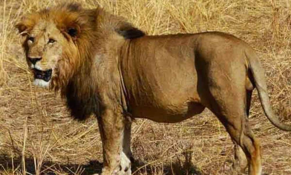 Uganda Safaris Uganda Safaris