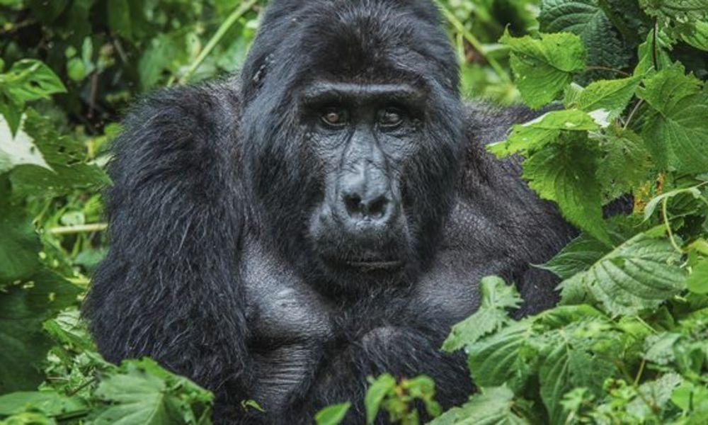 About-mountain-gorillas-1-816x340 About-mountain-gorillas-1-816x340