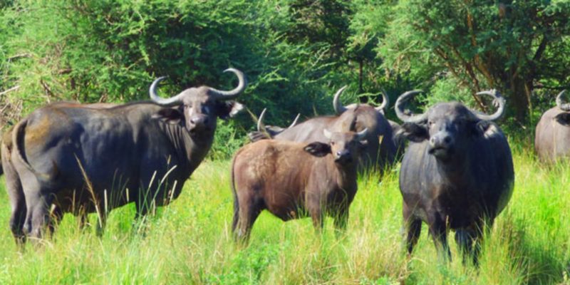 3-days-akagera-safari-buffaloes-akagera-national-park 3-days-akagera-safari-buffaloes-akagera-national-park