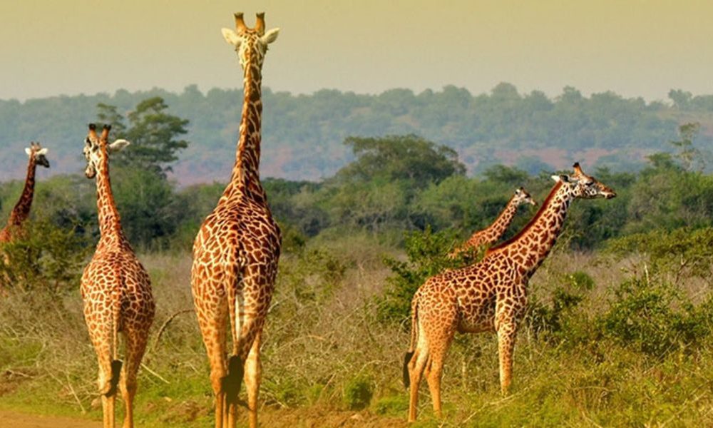 akagera-national-park-rwanda akagera-national-park-rwanda