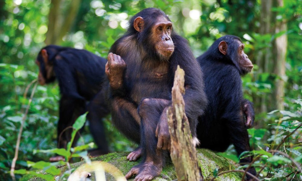 chimps-of-the-nyungwe-forest-41197947-1523872949-ImageGalleryLightboxLarge chimps-of-the-nyungwe-forest-41197947-1523872949-ImageGalleryLightboxLarge