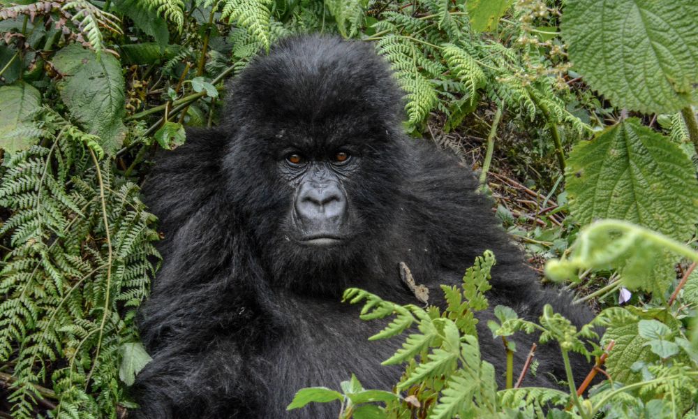 Canva - Adolescent wild mountain gorilla with a serious look Canva - Adolescent wild mountain gorilla with a serious look