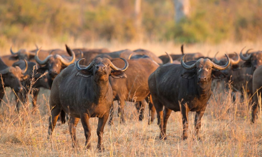Canva - African Bufallo bull with herd Canva - African Bufallo bull with herd
