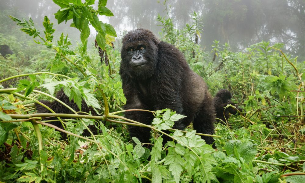 Canva - Female mountain gorilla observing tourists in the forest Canva - Female mountain gorilla observing tourists in the forest