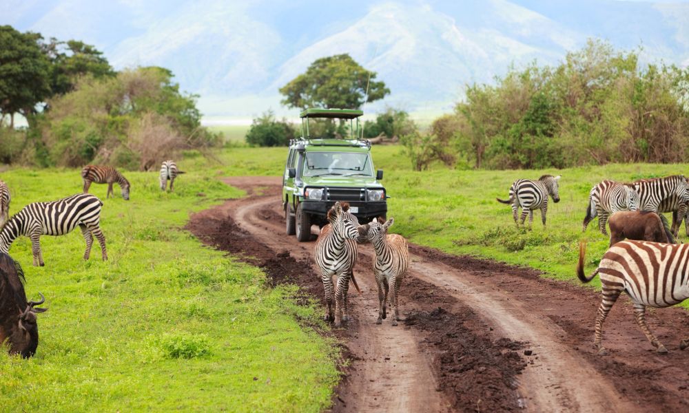 Canva - Game Drive Canva - Game Drive