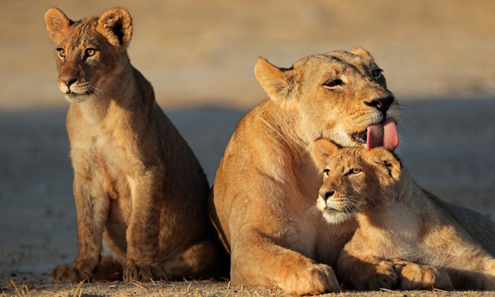 Canva - Lioness with Cubs Canva - Lioness with Cubs