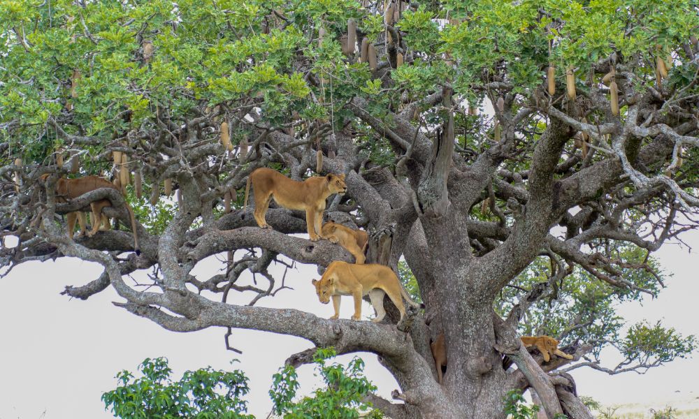 Canva - Lions on a sausage tree (1) Canva - Lions on a sausage tree (1)