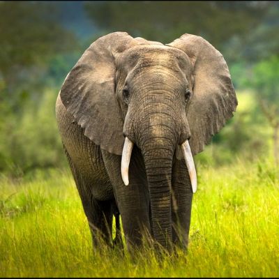 Uganda Wildlife Safari