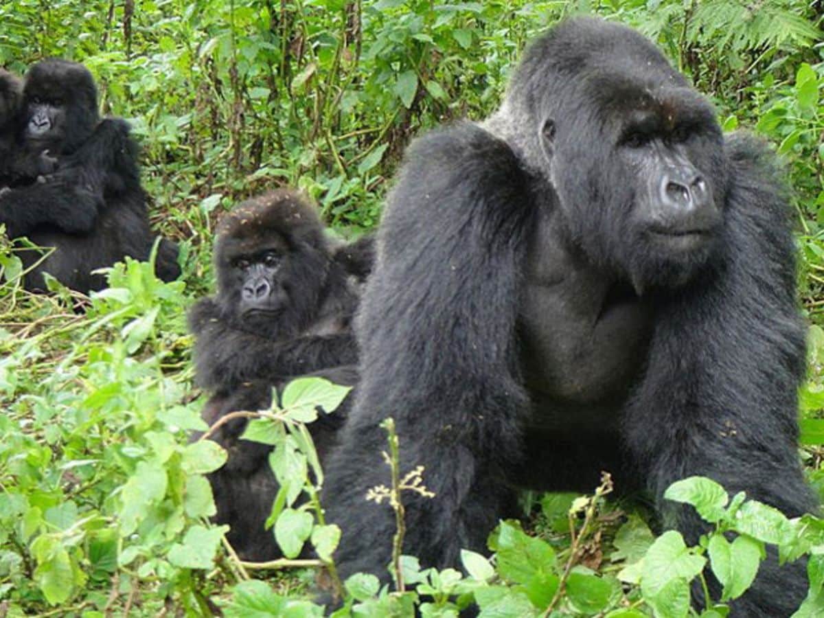 Uganda Gorilla Safaris