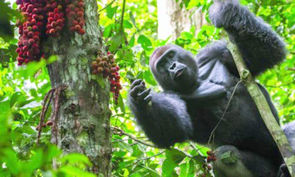 Uganda Safaris Uganda Safaris