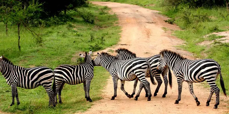 3-days-lake-mburo-wildlife-safari-zebras-in-uganda 3-days-lake-mburo-wildlife-safari-zebras-in-uganda