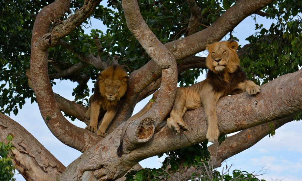 tree climbing lions uganda tree climbing lions uganda
