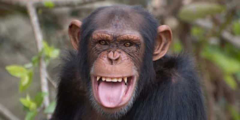 Chimpanzee Chimpanzee