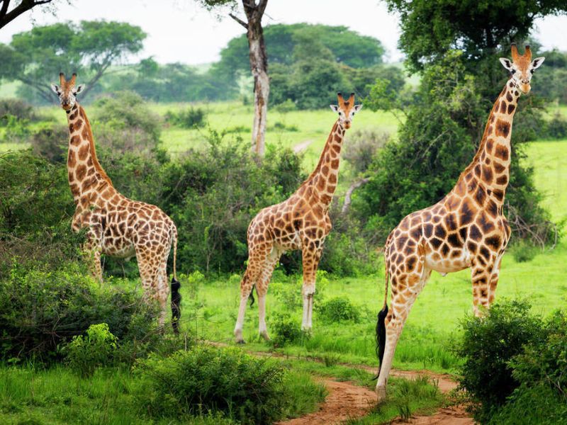 Uganda Safaris
