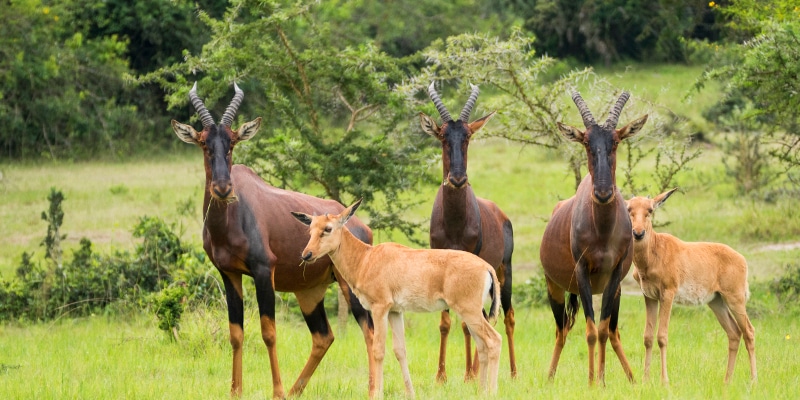 Gates-of-Lake-Mburo-National-Park Gates-of-Lake-Mburo-National-Park