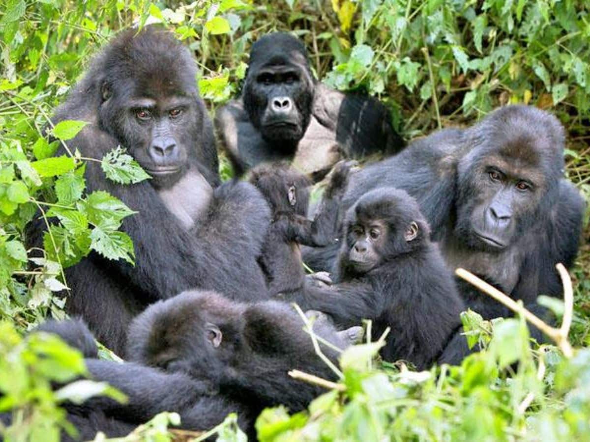 Uganda Gorilla Safaris