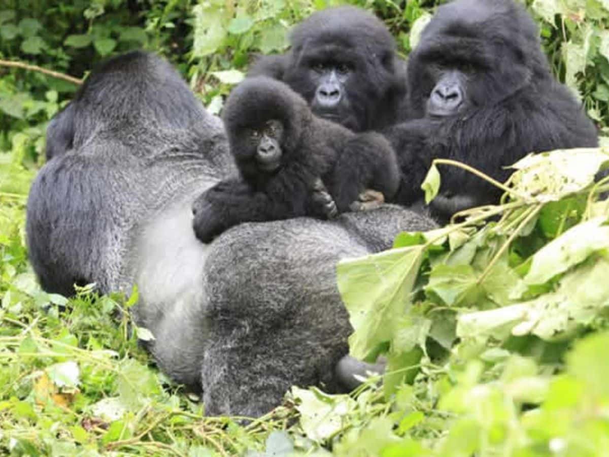 Gorilla Safaris