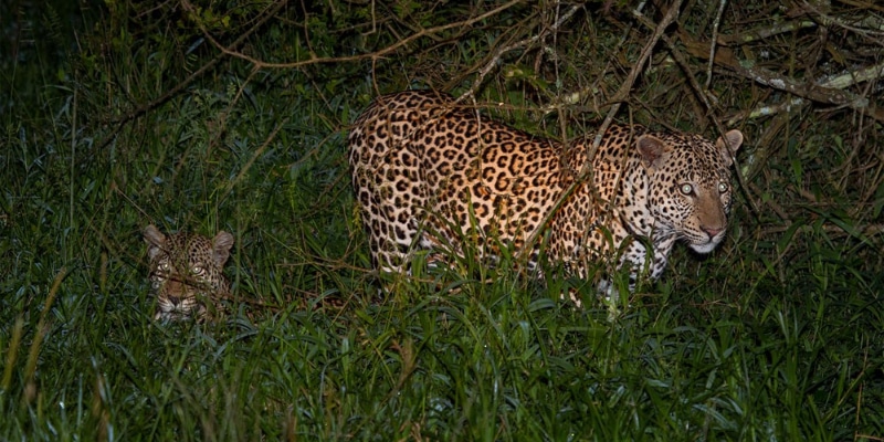 Leopards_Mburo_Safari_Lodge_IMG_7842-1000x563 Leopards_Mburo_Safari_Lodge_IMG_7842-1000x563