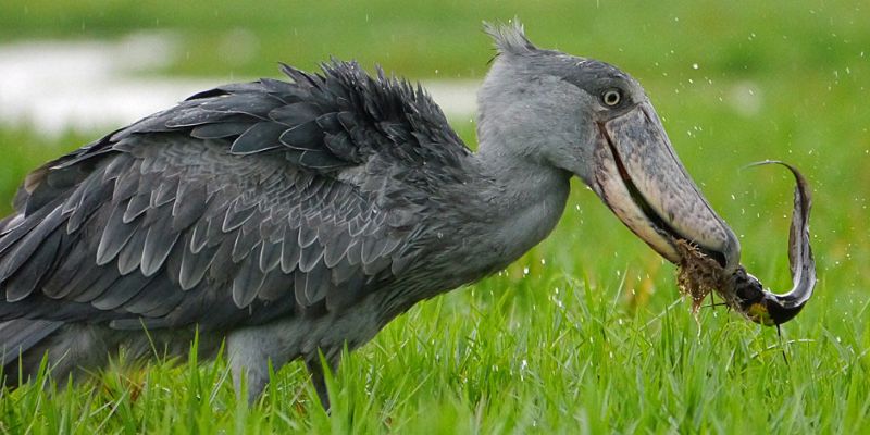 Shoebill-stork-feeding