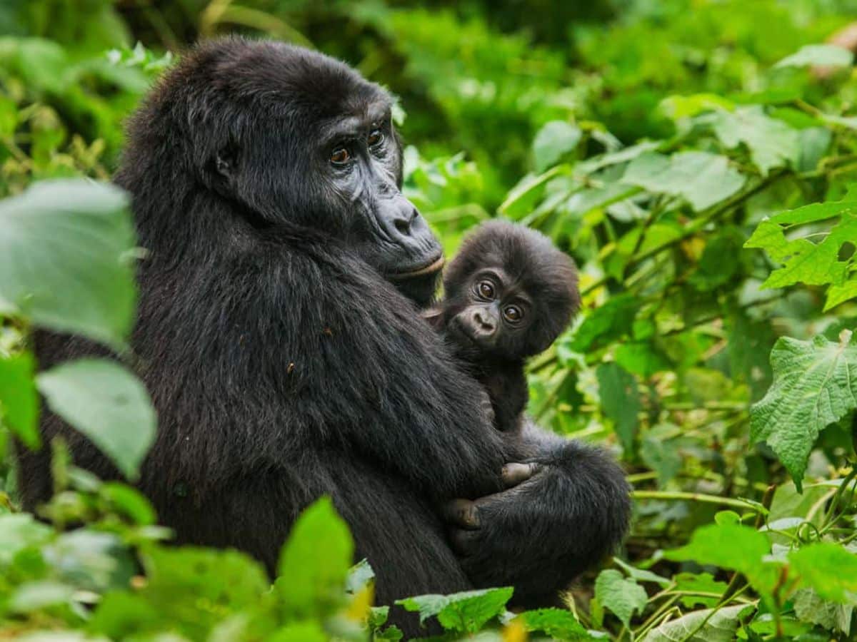 Uganda Gorilla Trekking
