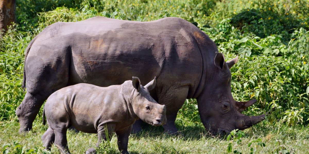 White-rhino-with-calf-in-Ziwa-Rhino-Sanctuary-Uganda-Africa-Enchanting-Travels