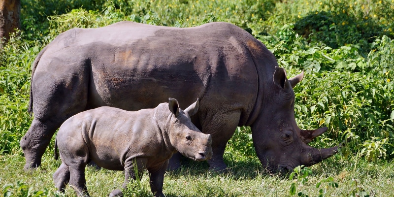 1 Day Ziwa Rhino Sanctuary tour - Peak Cruise Safaris 1 Day Ziwa Rhino Sanctuary tour - Peak Cruise Safaris