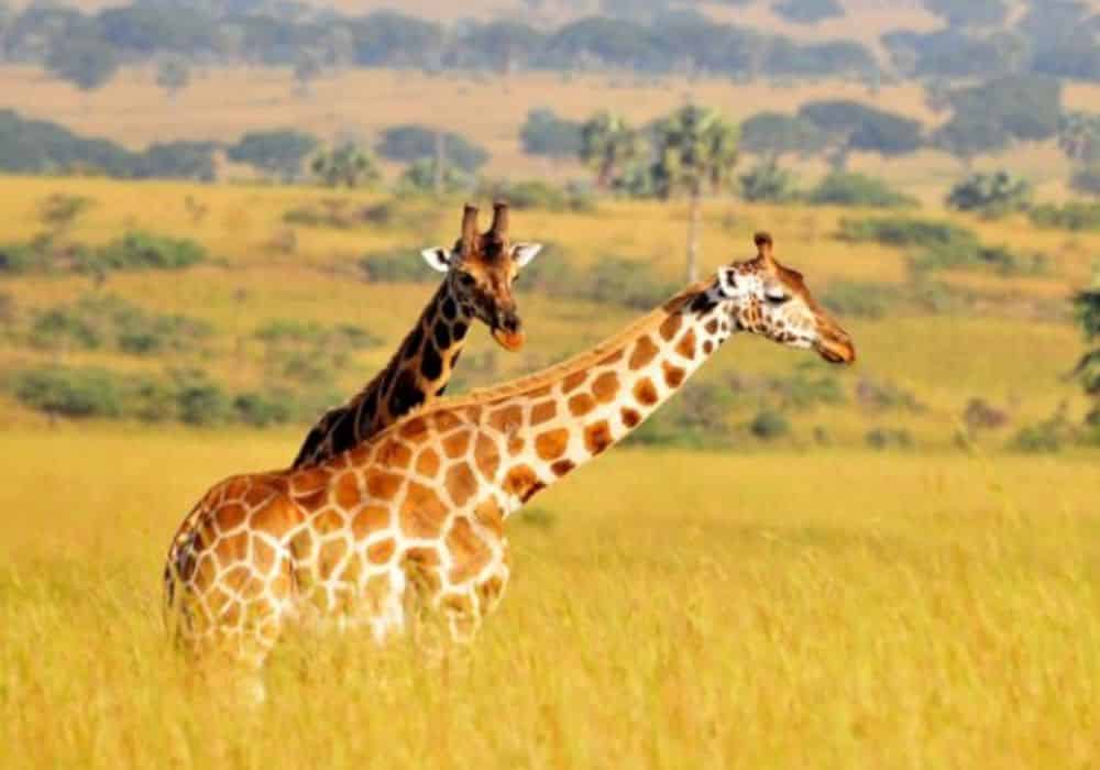 Uganda Wildlife Safaris