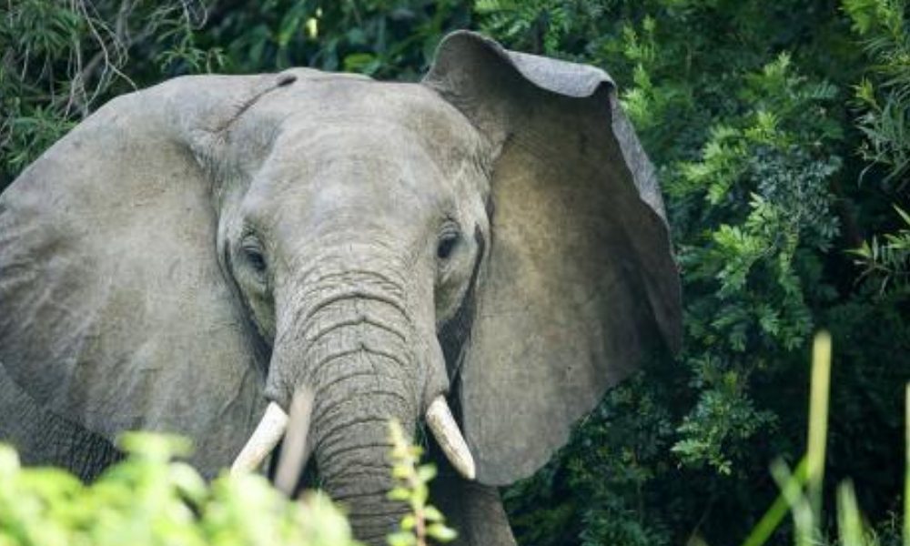 angry-elephant-in-uganda-s-murchison-falls-national-park-uganda-africa_u-l-q1btq5u0 angry-elephant-in-uganda-s-murchison-falls-national-park-uganda-africa_u-l-q1btq5u0