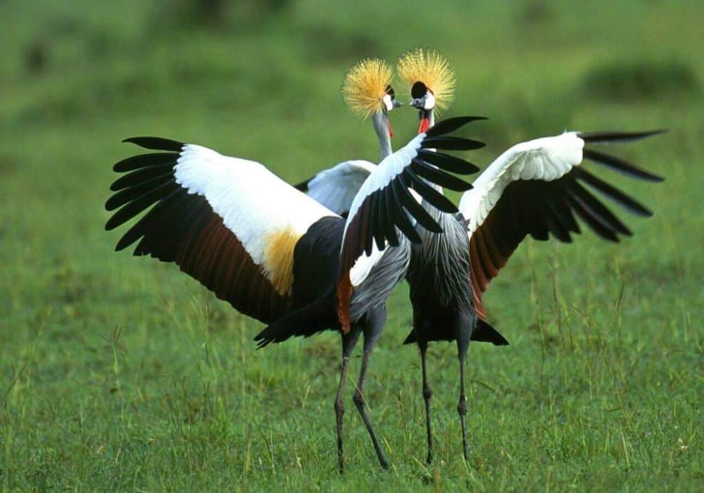 Uganda Birding Safari