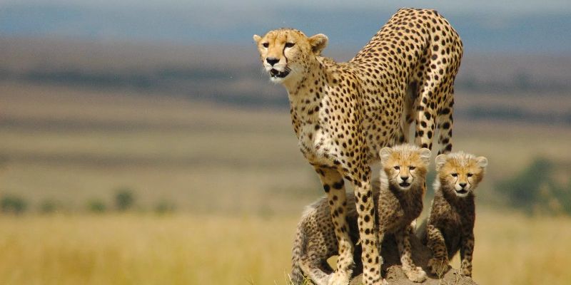 cheetahs cheetahs