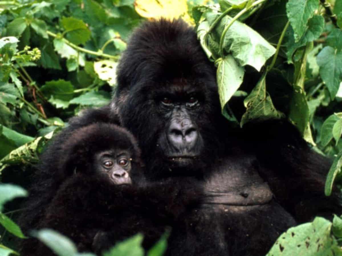 Uganda Gorilla Safaris