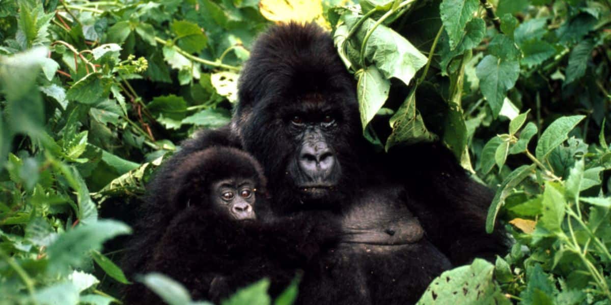 gorilla_7.31.2012_hero_and_circle_HI_45487