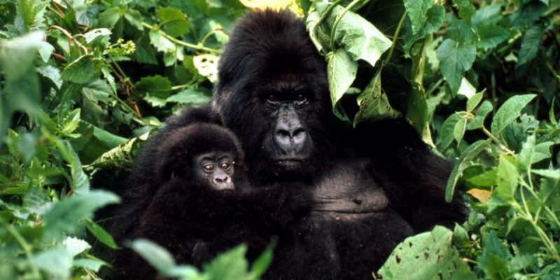 gorilla_7.31.2012_hero_and_circle_HI_45487 gorilla_7.31.2012_hero_and_circle_HI_45487