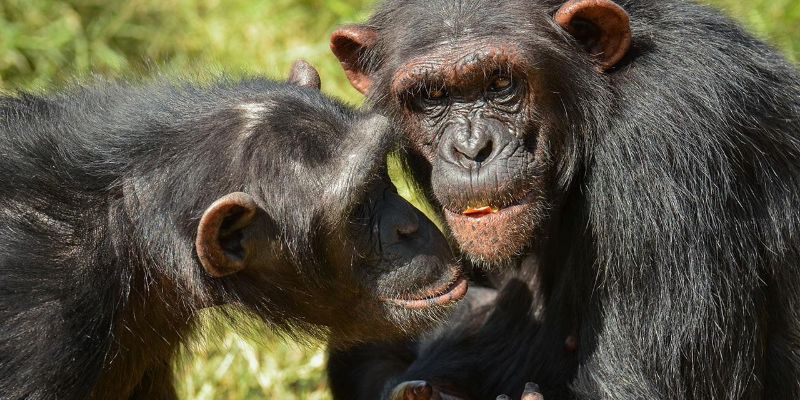 3 Days Queen Elizabeth Wildlife and Chimpanzee Safari