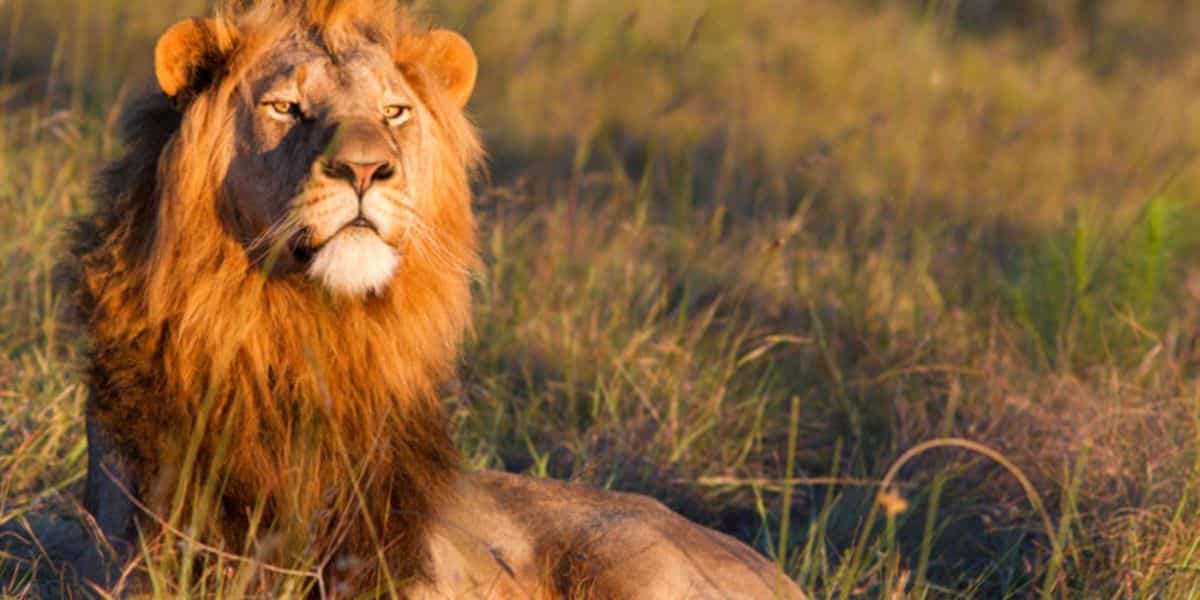 ugandan_lion-800×400