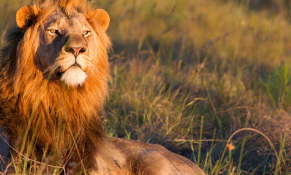ugandan_lion-800x400 ugandan_lion-800x400