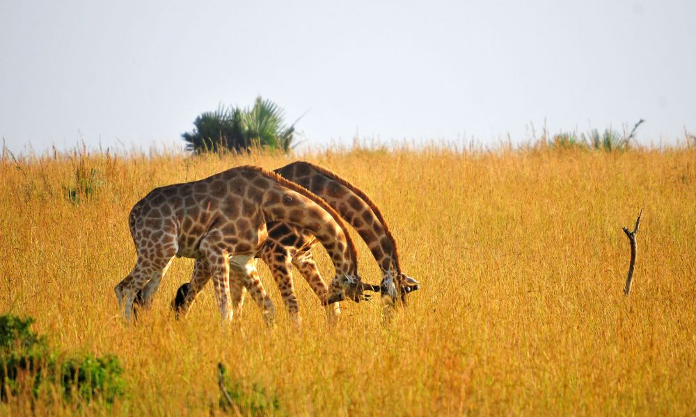 giraffes-kajie-safaris giraffes-kajie-safaris