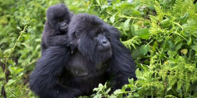 150906173824_gorilla_rawanda_640x360_bbc_nocredit 150906173824_gorilla_rawanda_640x360_bbc_nocredit