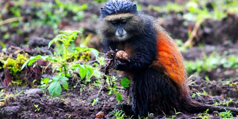 2-days-golden-monkey-tracking-tour-rwanda 2-days-golden-monkey-tracking-tour-rwanda