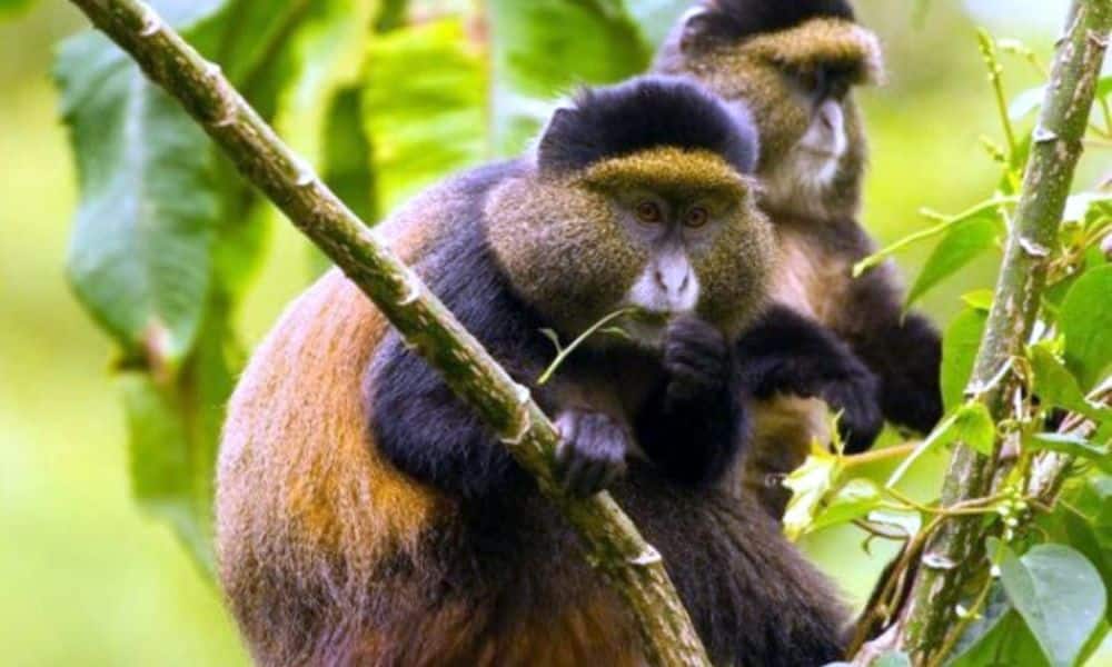 Golden-Monkey-750x450 Golden-Monkey-750x450