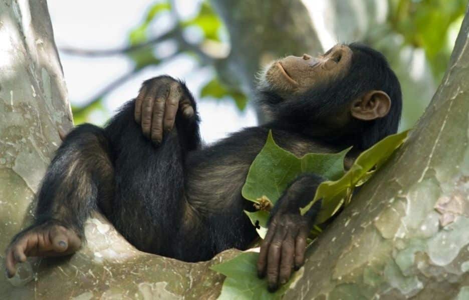 nyungwe_forest_chimp-rwanda (1) nyungwe_forest_chimp-rwanda (1)