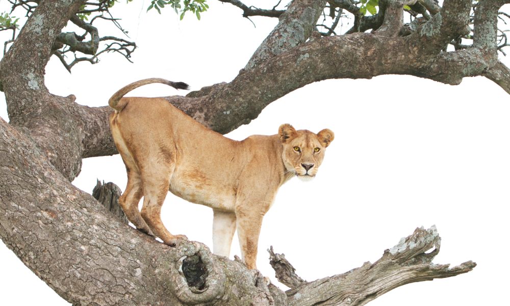 Canva - Lion in a Tree Canva - Lion in a Tree
