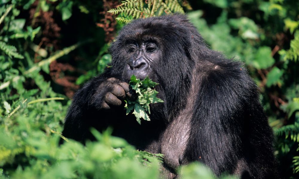 Canva - Mountain gorilla (Gorilla gorilla berengeii) eating leaves, Park du Volcanes, Rwanda (1) Canva - Mountain gorilla (Gorilla gorilla berengeii) eating leaves, Park du Volcanes, Rwanda (1)