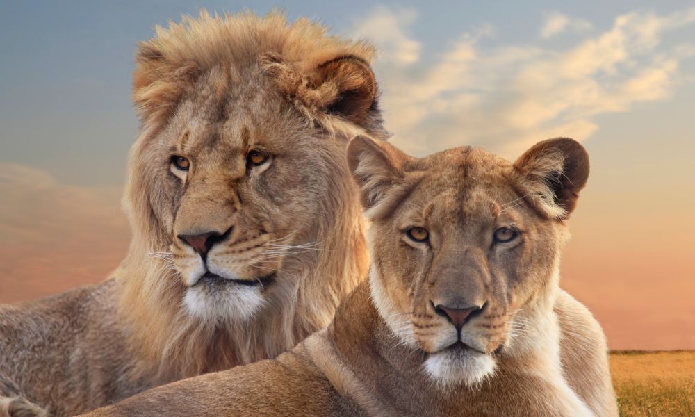 Canva - Pair of Young African Lions Resting at Sunset Canva - Pair of Young African Lions Resting at Sunset