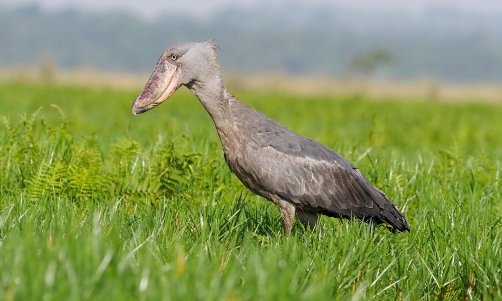 Canva - Shoebill, Balaeniceps rex Canva - Shoebill, Balaeniceps rex