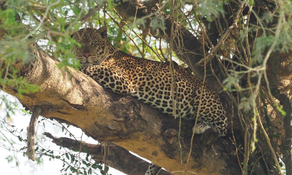 Canva - White Nile Boat Safari, Uganda, Part 3 Canva - White Nile Boat Safari, Uganda, Part 3