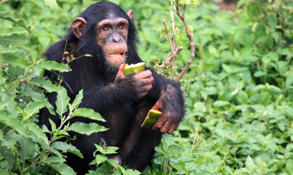 chimpanzee-uganda chimpanzee-uganda